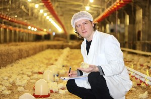 Птицеводство